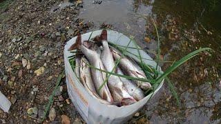 Ловля ХАРИУСА в таёжной речке/Яма напрочь забита хариусом!Fischen "Äsche"/Fishing "grayling"