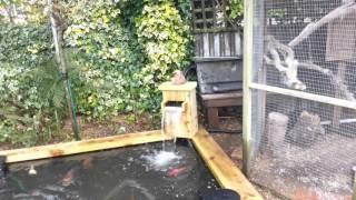 Renovated koi pond with water fall and skimmers