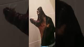 Doberman Bath Time #shorts