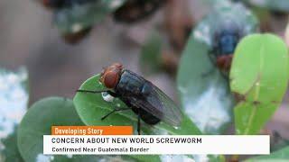 Concern About New World Screwworm Grow