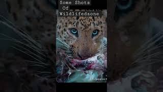 Some Shots Of Wildlifedzone #shorts #vlogs #photography