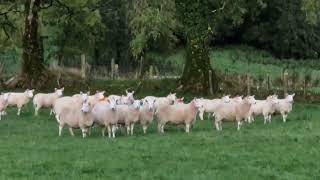 Wicklow Cheviot Ewes