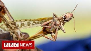 Pakistan locust plague: Locals collect insects for chicken feed - BBC News