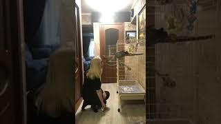 Жако Гоша Камчатка целует хозяйку#shorts #africangrey #shortvideo #камчатка #жако #tiktok #reels