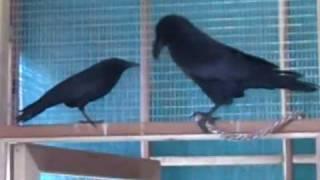 Crow Vs. Raven in Size