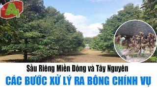 Sầu Riêng Miền Đông Và Tây Nguyên | Các Bước Xử Lý Ra Bông Chính Vụ