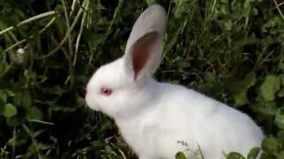 1 2 3 4 5 вышел зайчик погулять