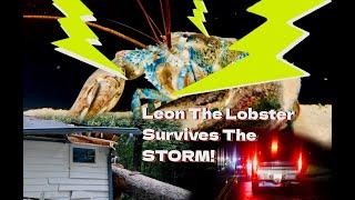 Leon The Lobster Survives The Storm