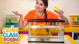 Caitie's Classroom Live -️ Will it Sink or Float? ️