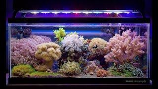 Soft Coral 55 Gallon Easy To Keep Reef Tank