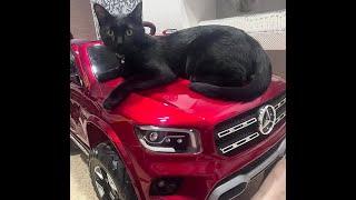  What have you achieved?  Funny video with cats and kittens for a good mood! 