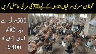 20000 Desi Hen Business Ideas || Golden Misri Hen Farming in Pakistan || Hens Farming || Asim Faiz