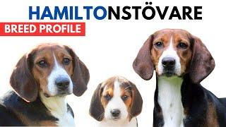 Hamiltonstovare Breed Profile History - Price - Traits - Hamilton Hound Grooming Needs - Lifespan