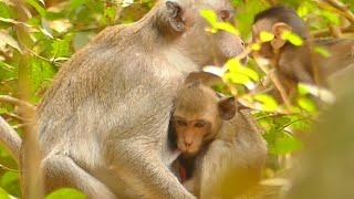 00 PITY BABY MONKEY JODY HUNGRY NO MILK | JANE MONKEY FEEDING JANNA ON TREE | MONKEY TECHNIQUE