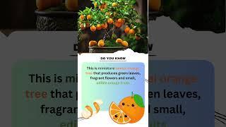 Big Torch Ep 7: Can a tiny tree really grow fragrant flowers and edible oranges?