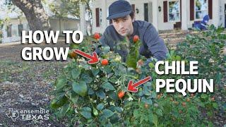 The Complete Guide to Growing Chile Piquin (Capsicum annuum)