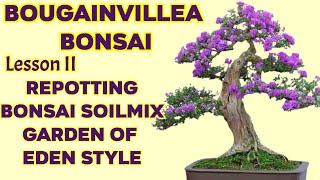 HOW TO GROW BOUGAINVILLEA BONSAI, LESSON II REPOTTING, SOILMIX, GARDEN OF EDEN STYLE