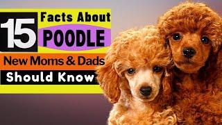 15 Important Facts About Poodle Dog All New & Prospective Owners Should Know