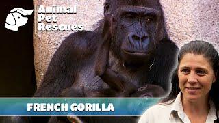 Kibali the Gorilla's Epic Journey from France to Australia | Full Episode