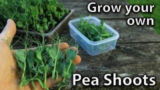 How to Grow Pea Shoots - EASY and PRODUCTIVE!