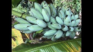 BLUE JAVA BANANAS! They taste like vanilla ice cream and you can buy them in Arizona - ABC15 Digital