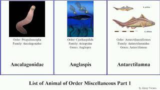 List of Animal of Order Miscellaneous Part 1 beroe minor coral corona occidentalis gracilis ovata