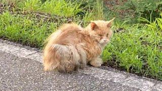 Die Katze stürzte in Panik auf die Straße, um um Hilfe zu bitten. Als das Mädchen näher kam ...