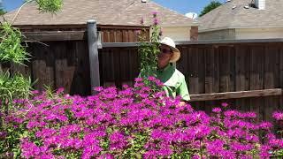 Plant Profile: Bee Balm