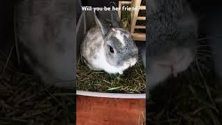 Snowy has to ask you something!    #animal #rabbit #bunny #cute #pet #pets #trending #viral #shorts