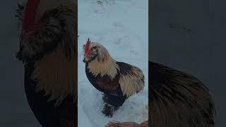 КУРИНАЯ ПАНИКА
