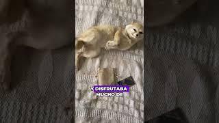 The fennec fox doesn't like the mistress touching it #animals #Friendship #Us
