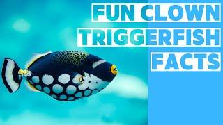 Fun Clown Triggerfish Facts || Clown Triggerfish