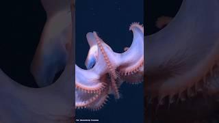 "Meet the Octopus That Flies Underwater".#facts#documentary #usashorts#seacreatures#mystery #animals