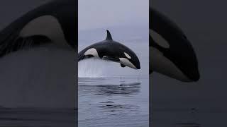 Playful Orcas: Watch These Killer Whales Show Off Their Tricks!