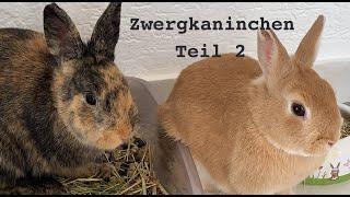 Zwergkaninchen Teil 2