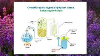 Young Living   производство и качество эфирных масел  Елена Афанасьева
