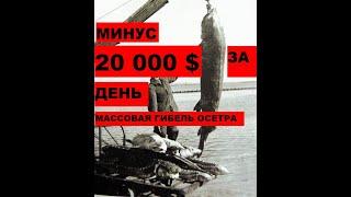 МИНУС 20 000 $ ЗА ДЕНЬ