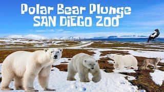 Uncaged Zoo Tours: Polar Bear Plunge at the World-Famous San Diego Zoo ft. Polar Bears #subscribe