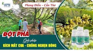 APN - TÌM ĐƯỢC GIẢI PHÁP KÍCH MẮT CUA, CHỐNG NGHẸN BÔNG HIỆU QUẢ