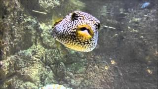 Mappa Pufferfish