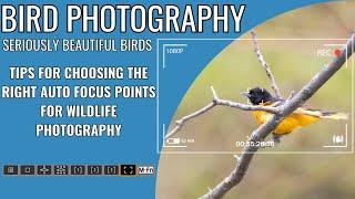 Stunning Birds | 3 Days of Wildlife Photography | Whats the best auto focus settings to get the shot