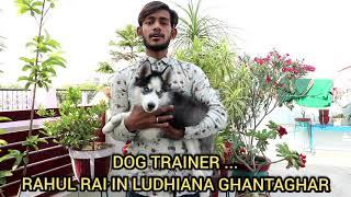 BEST DOG TRAINER...RAHUL RAI_ LUDHIANA GHANTAGHAR...IN #ADITYA DOG POINT & ACCESSORIES...09415962062