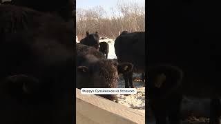 Фермер получил 5 миллионов, подав заявку на программу "Агростартап"