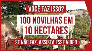 100 NOVILHAS de RECRIA em 10 HECTARES - PASTEJO ROTACIONADO ADUBADO e IRRIGADO para BOVINOS DE CORTE