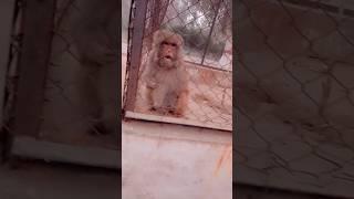 Aiman Monkey  se Khailte hue ️ #shortsfeed #cutebaby #monkey #monkeyvideo