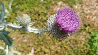 Scotch or Donkey Thistle (Onopordum acanthium) with edible buds and seeds