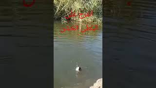 #صيد #صيدسمك صيد بلطي خشن بالغله