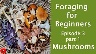 Foraging for Beginners, Episode 3, Part 1. Wild Mushrooms.