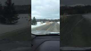 Caribou Commute on Route 460