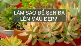 Làm sao để sen đá lên màu thật đẹp? | www.vuonsenda.vn